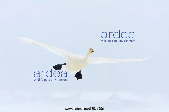 : Whooper Swan : Whooper Swan