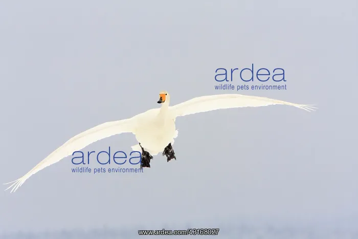 : Whooper Swan : Whooper Swan