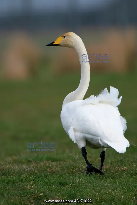 : Whooper Swan : Whooper Swan