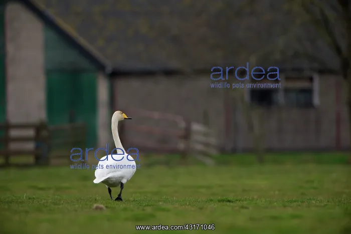 : Whooper Swan : Whooper Swan