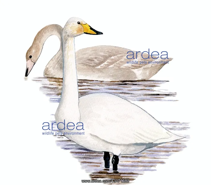 : Whooper Swan : Whooper Swan