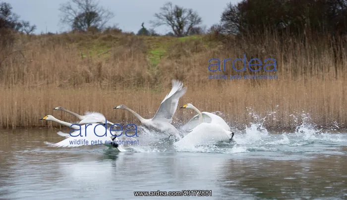 : Whooper Swan : Whooper Swan