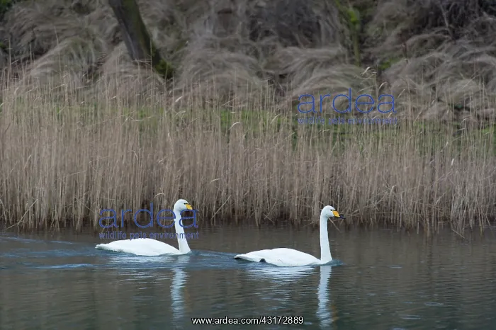 : Whooper Swan : Whooper Swan