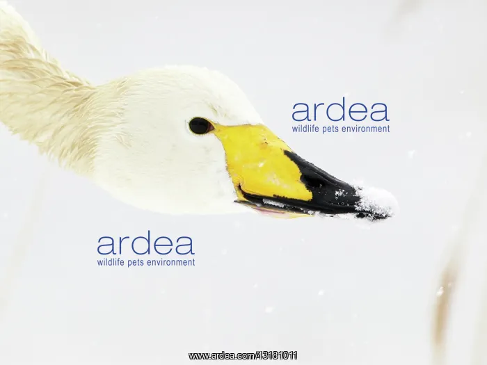 : Whooper Swan : Whooper Swan