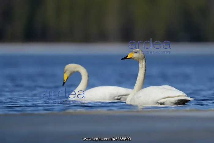 : Whooper Swan : Whooper Swan