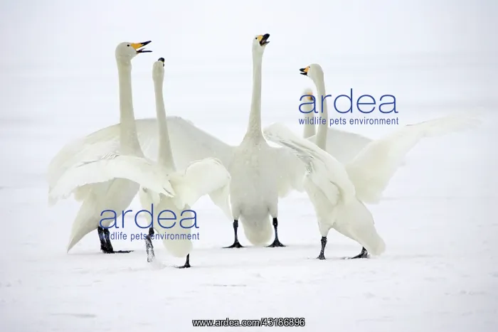 : Whooper Swan : Whooper Swan
