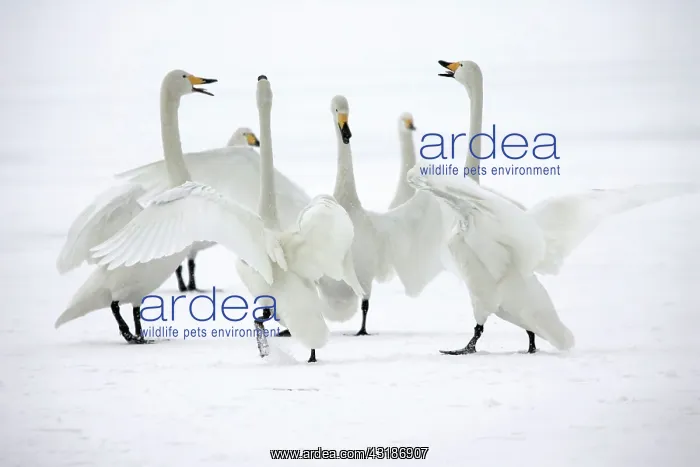 : Whooper Swan : Whooper Swan
