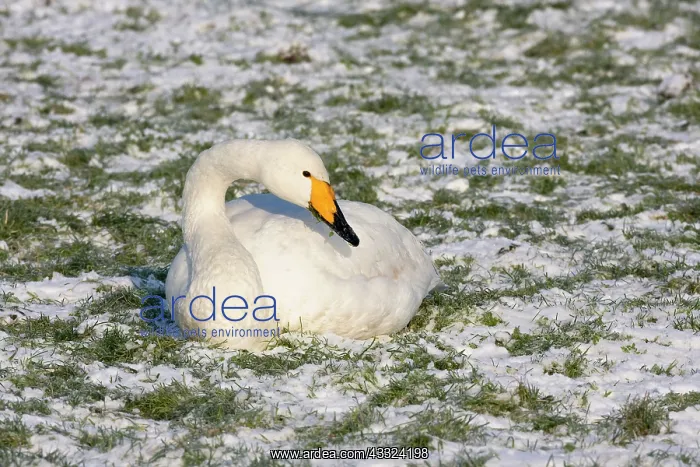 : Whooper Swan : Whooper Swan