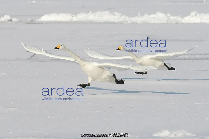 : Whooper Swan : Whooper Swan