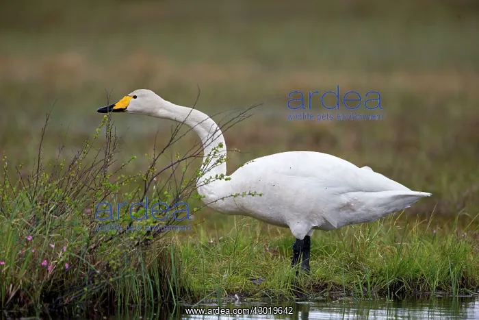 : Whooper Swan adult male : Whooper Swan adult male