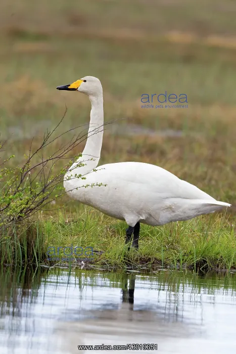 : Whooper Swan adult male : Whooper Swan adult male