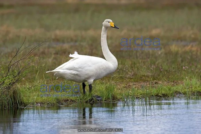 : Whooper Swan adult male : Whooper Swan adult male