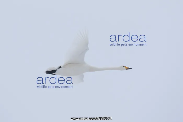 : Whooper Swan - adult swan in flight - Germany : Whooper Swan - adult swan in flight - Germany