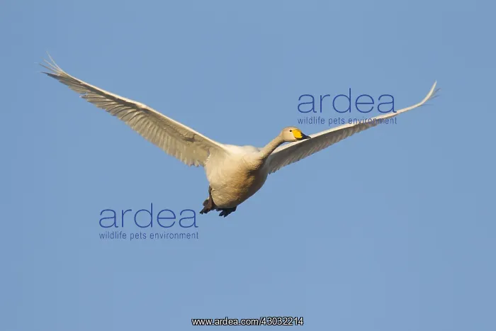  : Whooper Swan - adult swan in flight - Sweden