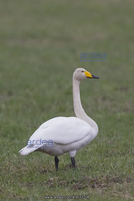  : Whooper Swan - adult swan - Sweden