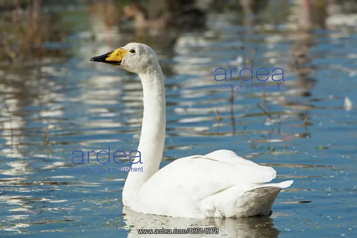  : Whooper Swan adult winter