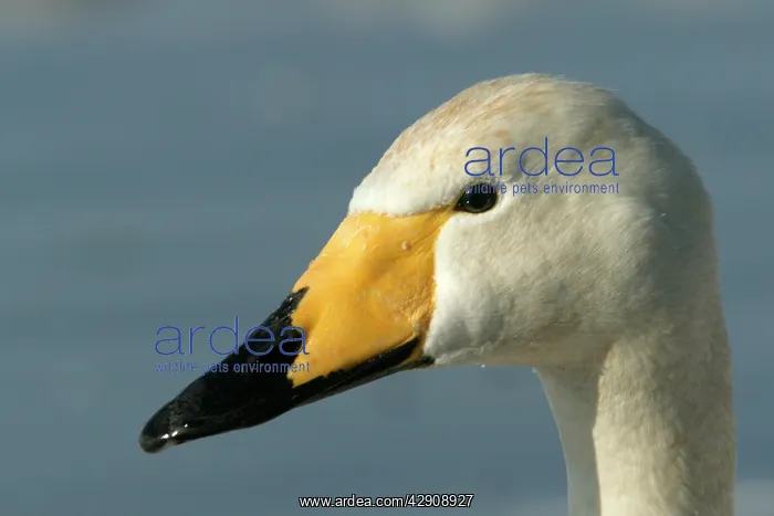 : Whooper Swan - close-up of head : Whooper Swan - close-up of head