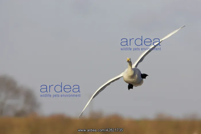 : Whooper Swan - Coming in to Land : Whooper Swan - Coming in to Land