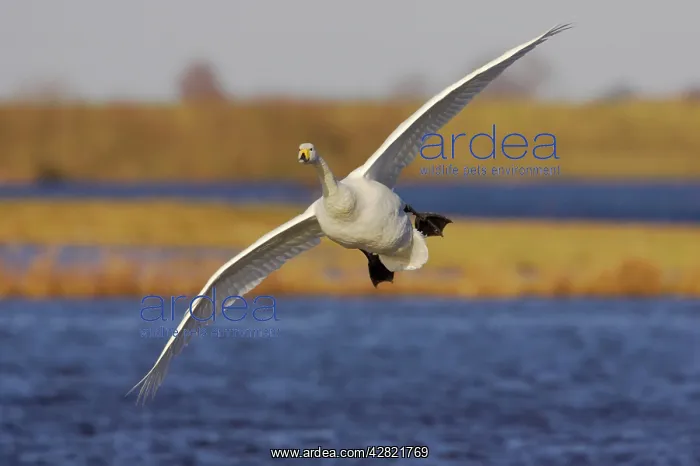 : Whooper Swan - Coming in to Land : Whooper Swan - Coming in to Land