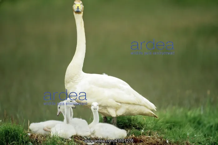 : Whooper Swan with cygnets : Whooper Swan with cygnets