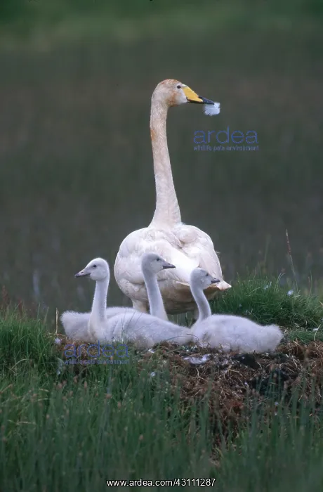 : Whooper Swan with Cygnets : Whooper Swan with Cygnets