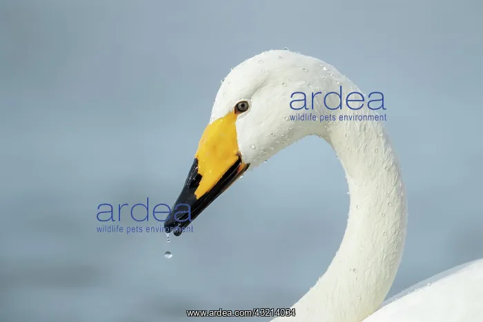 : Whooper swan (Cygnus cygnus), adult, animal portrait : Whooper swan (Cygnus cygnus), adult, animal portrait