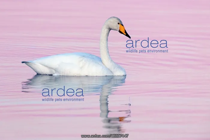 : Whooper Swan (Cygnus cygnus), adult swimming in : Whooper Swan (Cygnus cygnus), adult swimming in