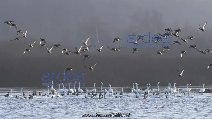 : Whooper swan (Cygnus cygnus) and Bewick's swan : Whooper swan (Cygnus cygnus) and Bewick's swan