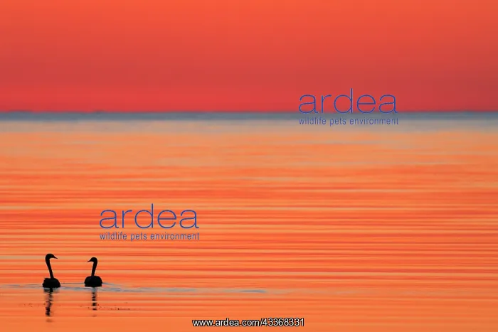 : Whooper swan (Cygnus cygnus) at dusk on Baltic Sea : Whooper swan (Cygnus cygnus) at dusk on Baltic Sea