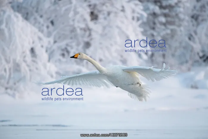  : Whooper swan (Cygnus cygnus) in flight, snowy landscape