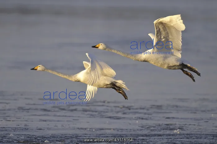 : Whooper Swan (Cygnus cygnus) flying : Whooper Swan (Cygnus cygnus) flying