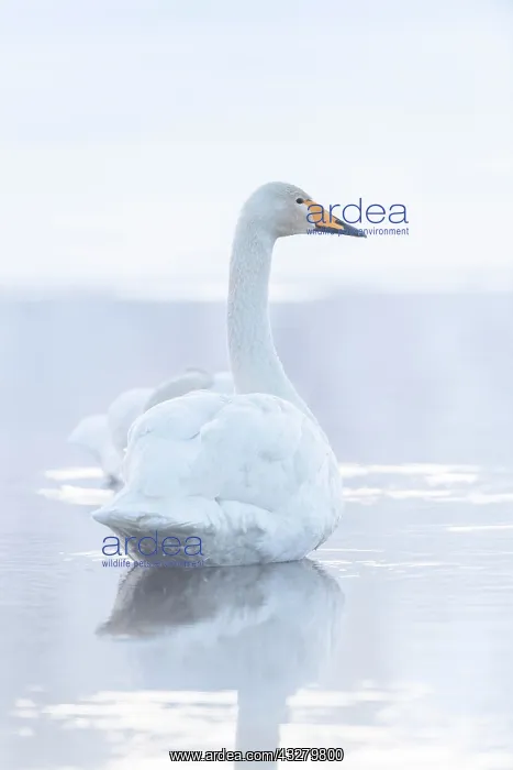: Whooper swan (Cygnus cygnus) in lake in winter : Whooper swan (Cygnus cygnus) in lake in winter