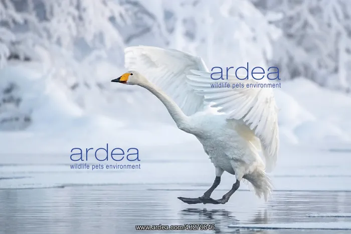 : Whooper swan (Cygnus cygnus) lands at sea, snowy : Whooper swan (Cygnus cygnus) lands at sea, snowy