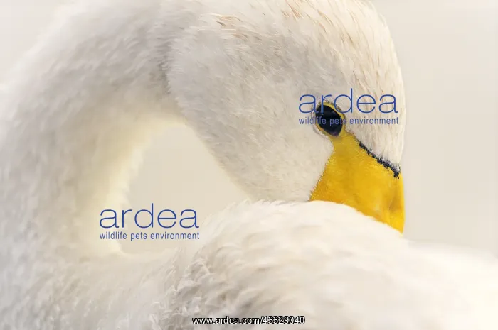 : Whooper Swan (Cygnus cygnus) in migration on the : Whooper Swan (Cygnus cygnus) in migration on the