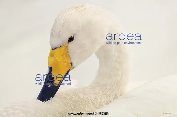 : Whooper Swan (Cygnus cygnus) in migration on the : Whooper Swan (Cygnus cygnus) in migration on the