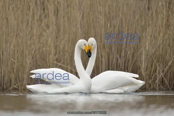 : Whooper Swan (Cygnus cygnus) pair displaying : Whooper Swan (Cygnus cygnus) pair displaying