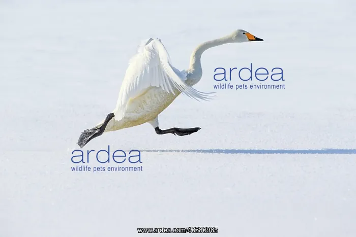 : Whooper swan (Cygnus cygnus), running to take off the ice of : Whooper swan (Cygnus cygnus), running to take off the ice of