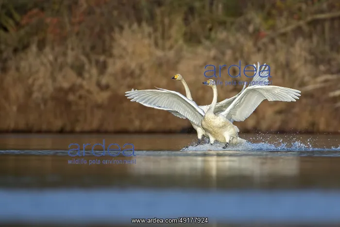 : Whooper Swan (Cygnus cygnus), Saxony-Anhalt : Whooper Swan (Cygnus cygnus), Saxony-Anhalt