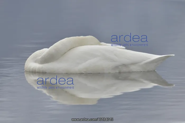 : Whooper Swan (Cygnus cygnus) sleeping on water : Whooper Swan (Cygnus cygnus) sleeping on water