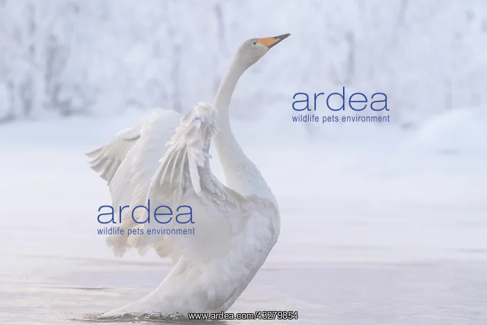 : Whooper swan (Cygnus cygnus) with spread wings in : Whooper swan (Cygnus cygnus) with spread wings in