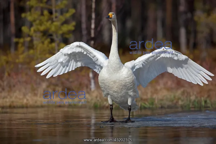 : Whooper swan (Cygnus cygnus) standing on ice surface : Whooper swan (Cygnus cygnus) standing on ice surface