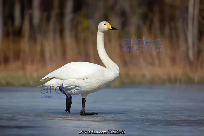 : Whooper swan (Cygnus cygnus) standing on ice surface : Whooper swan (Cygnus cygnus) standing on ice surface