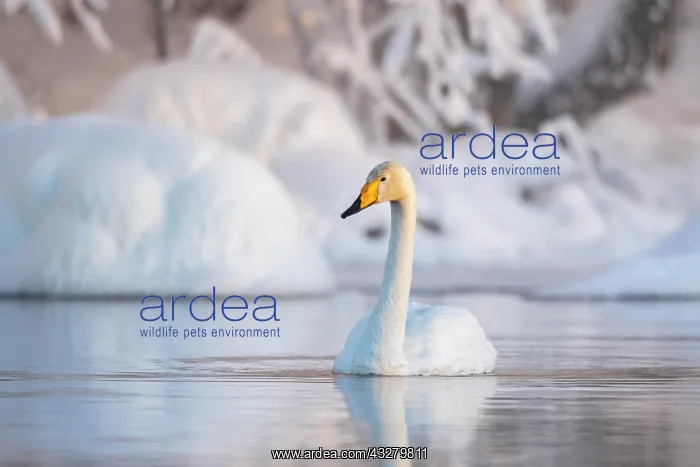 : Whooper swan (Cygnus cygnus) swims in the lake : Whooper swan (Cygnus cygnus) swims in the lake