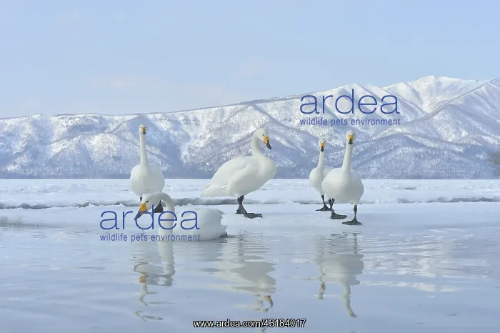 : Whooper Swan (Cygnus cygnus) on water, Lake Kussharo : Whooper Swan (Cygnus cygnus) on water, Lake Kussharo