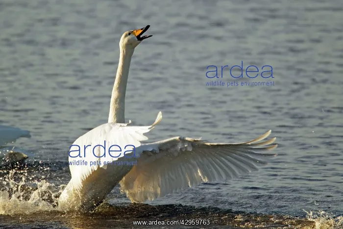 : Whooper Swan - display to chase off rival : Whooper Swan - display to chase off rival