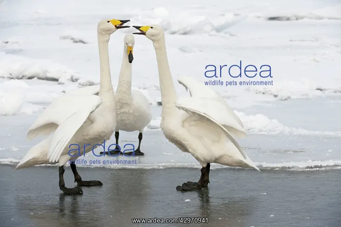 : Whooper Swan - displaying on ice at edge of lake : Whooper Swan - displaying on ice at edge of lake