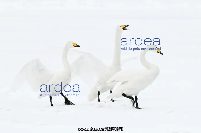 : Whooper Swan - three displaying on surface of frozen lake : Whooper Swan - three displaying on surface of frozen lake