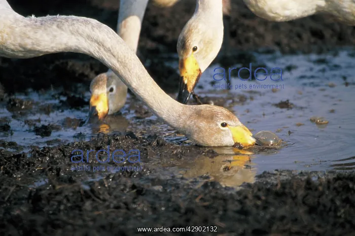 : Whooper Swan - drinking : Whooper Swan - drinking