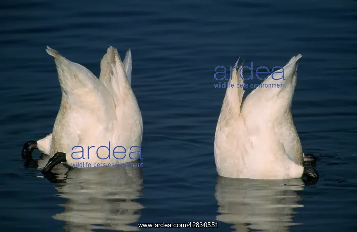  : Whooper SWAN - bottom feeding