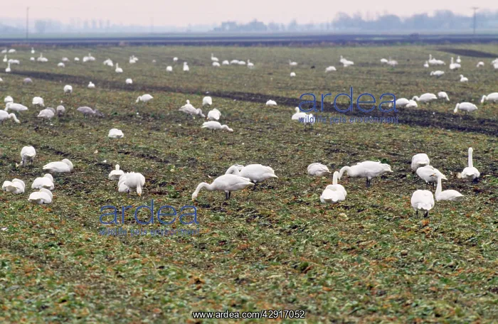: Whooper Swan - feeding on sugar beat tops : Whooper Swan - feeding on sugar beat tops